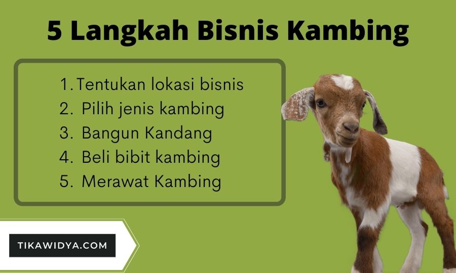 5 langkah bisnis kambing